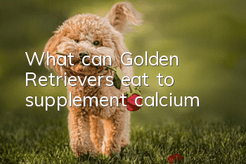 What can Golden Retrievers eat to supplement calcium?