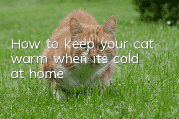 How to keep your cat warm when it’s cold at home