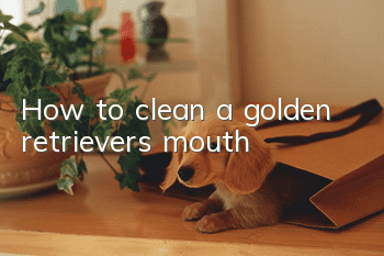 How to clean a golden retriever’s mouth