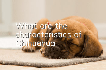 What are the characteristics of Chihuahua?