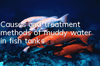 Causes and treatment methods of muddy water in fish tanks