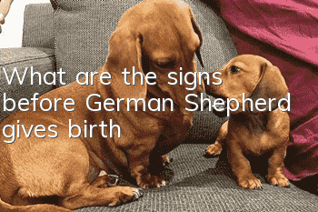 What are the signs before German Shepherd gives birth?