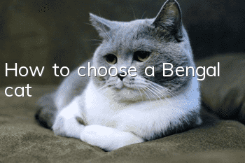 How to choose a Bengal cat?