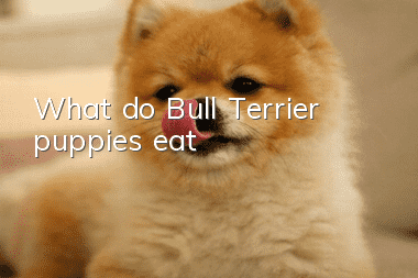 What do Bull Terrier puppies eat?
