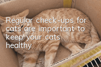 Regular check-ups for cats are important to keep your cats healthy!