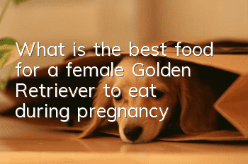 What is the best food for a female Golden Retriever to eat during pregnancy?