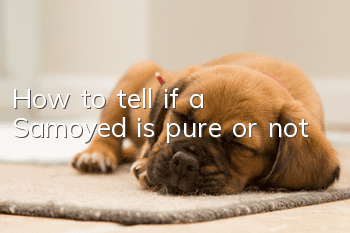 How to tell if a Samoyed is pure or not
