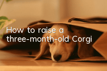 How to raise a three-month-old Corgi