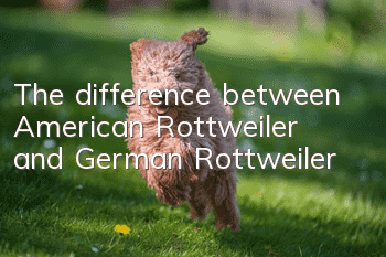 The difference between American Rottweiler and German Rottweiler
