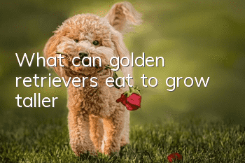 What can golden retrievers eat to grow taller?