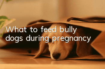What to feed bully dogs during pregnancy