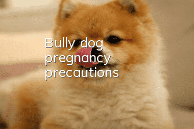 Bully dog pregnancy precautions