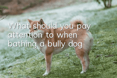 What should you pay attention to when bathing a bully dog?