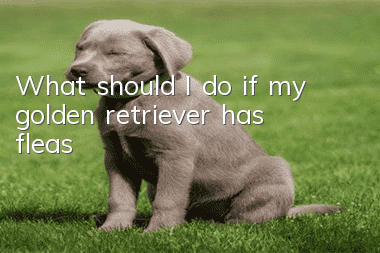 What should I do if my golden retriever has fleas?
