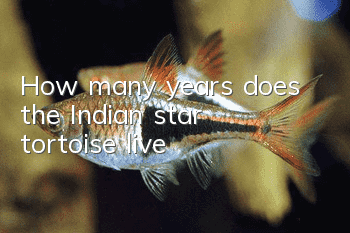 How many years does the Indian star tortoise live?