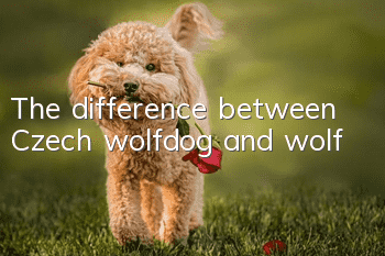 The difference between Czech wolfdog and wolf