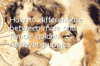 How to differentiate between male and female golden retriever puppies