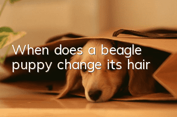 When does a beagle puppy change its hair?