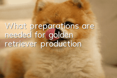 What preparations are needed for golden retriever production?