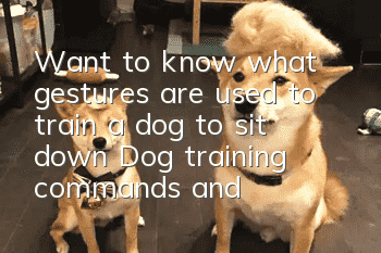 Want to know what gestures are used to train a dog to sit down? Dog training commands and gestures!