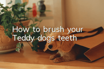 How to brush your Teddy dog’s teeth