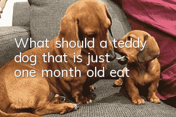 What should a teddy dog ​​that is just one month old eat?
