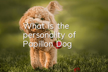What is the personality of Papillon Dog?