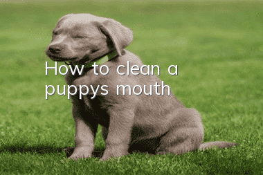 How to clean a puppy’s mouth