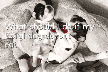 What should I do if my Corgi dog doesn’t eat?