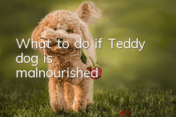What to do if Teddy dog is malnourished