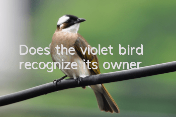 Does the violet bird recognize its owner?
