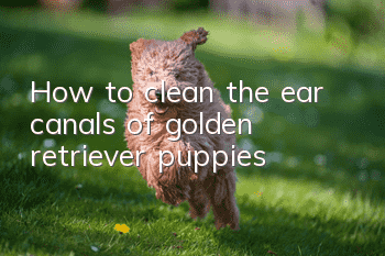 How to clean the ear canals of golden retriever puppies