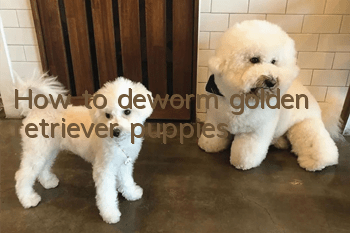 How to deworm golden retriever puppies