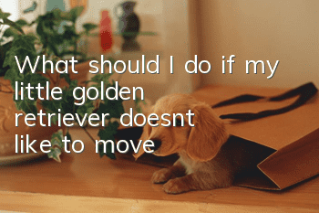 What should I do if my little golden retriever doesn’t like to move?