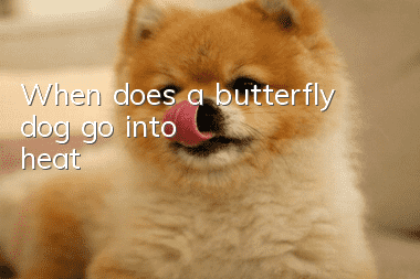 When does a butterfly dog go into heat?