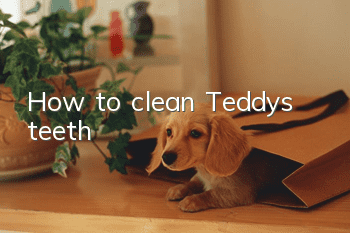 How to clean Teddy’s teeth