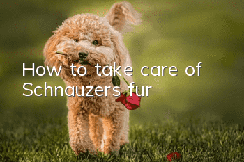 How to take care of Schnauzer’s fur