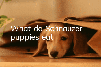 What do Schnauzer puppies eat?