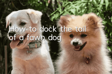 How to dock the tail of a fawn dog