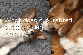 What does a purebred butterfly dog ​​look like?