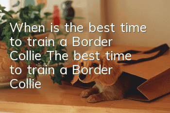 When is the best time to train a Border Collie? The best time to train a Border Collie!