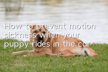 How to prevent motion sickness when your puppy rides in the car