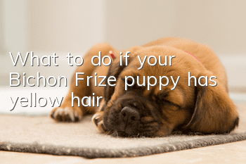 What to do if your Bichon Frize puppy has yellow hair
