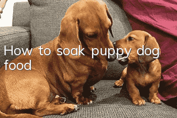 How to soak puppy dog ​​food