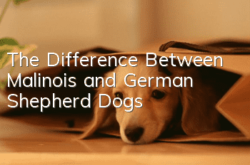 The Difference Between Malinois and German Shepherd Dogs