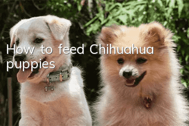 How to feed Chihuahua puppies