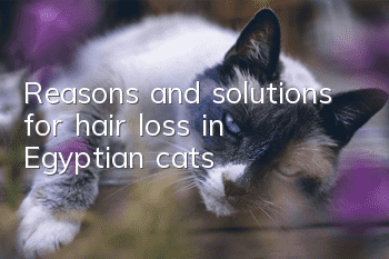 Reasons and solutions for hair loss in Egyptian cats