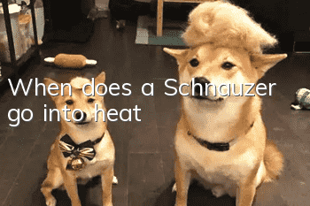 When does a Schnauzer go into heat?
