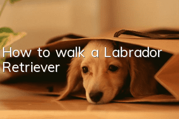 How to walk a Labrador Retriever