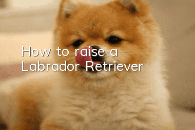 How to raise a Labrador Retriever